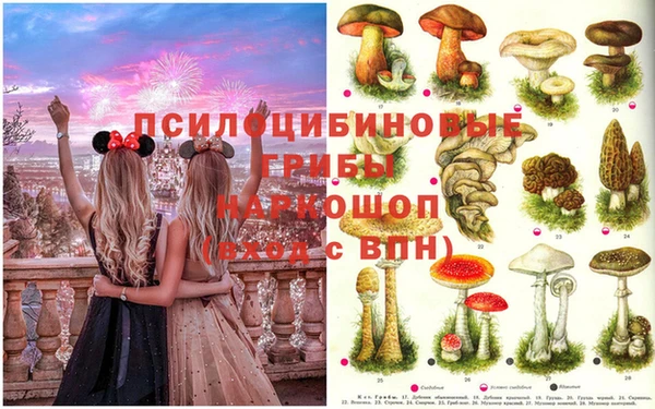 прущие грибы Абаза