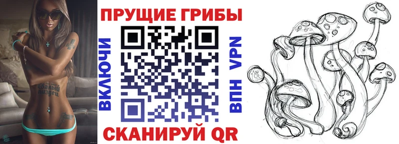 Псилоцибиновые грибы Cubensis где продают наркотики Тында